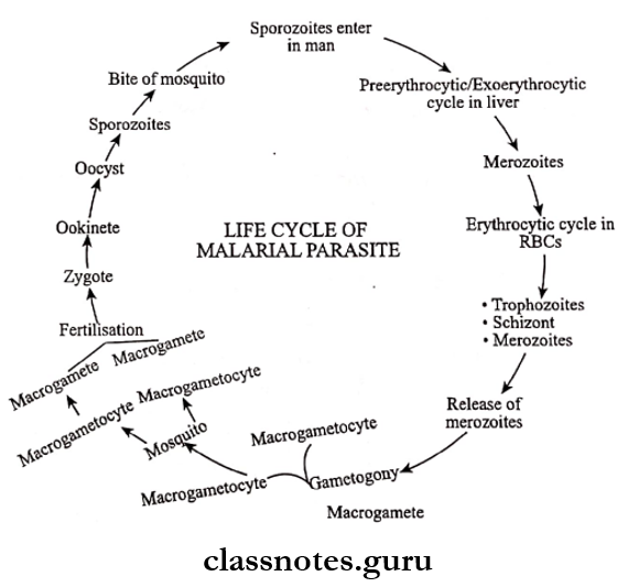 Protozoans Life cycle of Malarial parasite