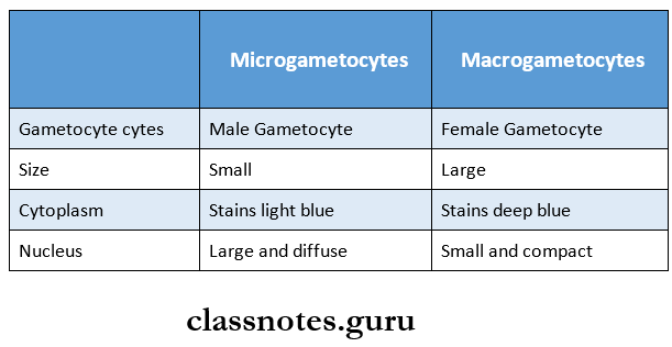 Protozoans Microgametocytes And Macrogametocytes