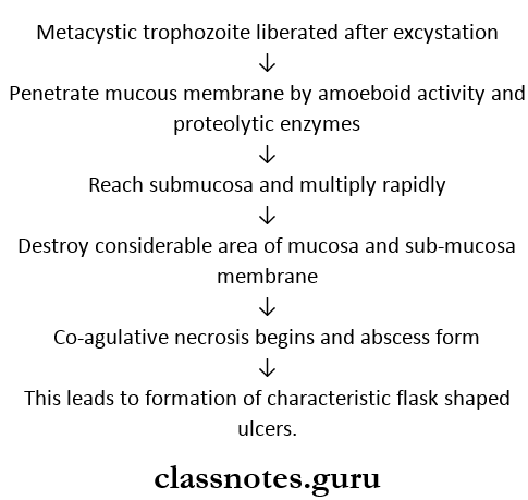 Protozoans Primary or Intestinal Amoebiasis