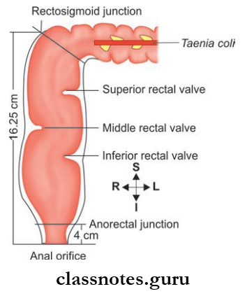 Rectum And Anal Canal Extent Of Rectum And Its Intertnal Features