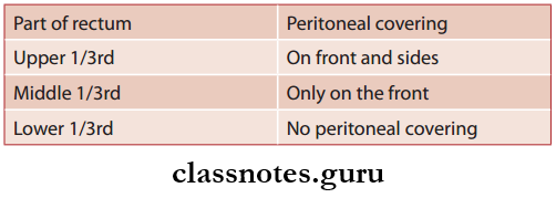 Rectum And Anal Canal Peritoneal Relations