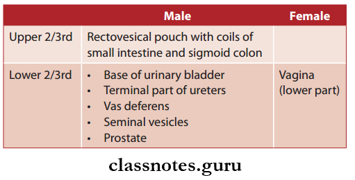 Rectum And Anal Canal Rectum Visceral Relations
