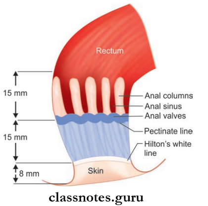 Rectum And Anal Canal Subdivisions And Internal Features Of Anal Canal