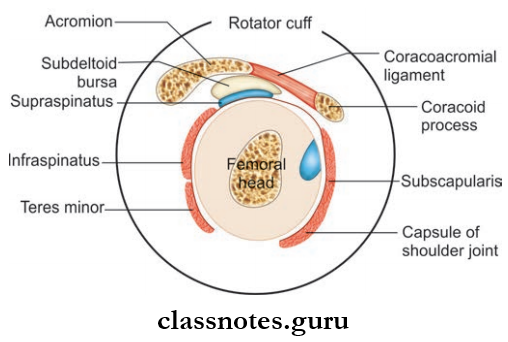 Scapular Region Anatomy Of Rotator Cuff