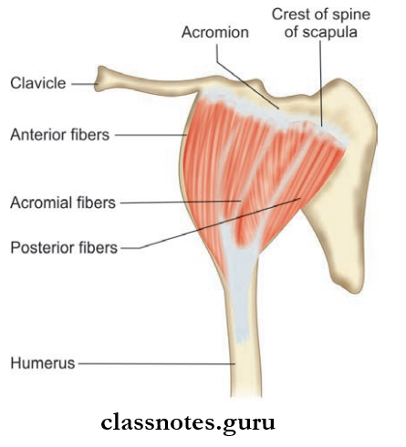 Scapular Region Origin Of Deltoid Muscle From Scapula And Clavicle And Insertion Into The Humerus