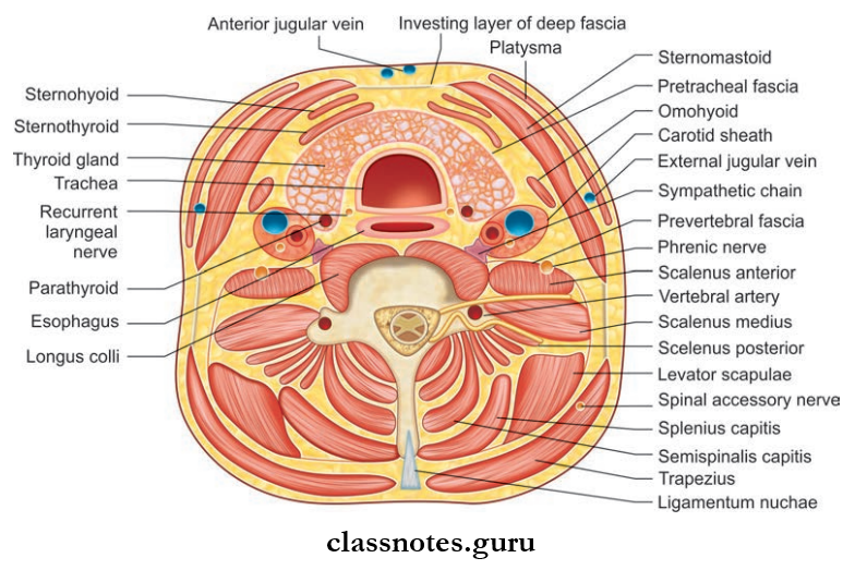 Surface Landmarks Of Neck Question And Answers - Class Notes