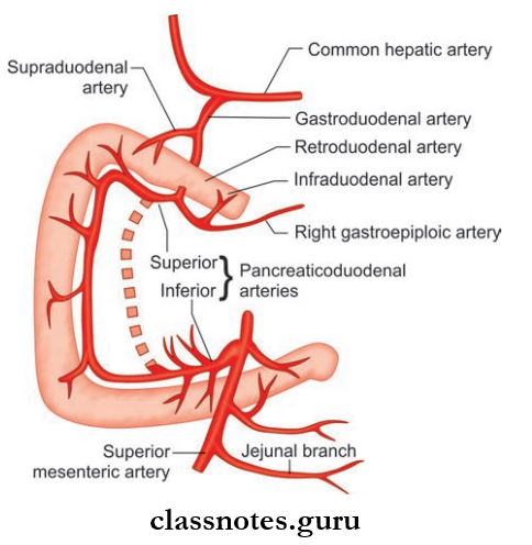 Small And Large Intestines Anterior Supply Of Duodenum Through Branches Of Celiac Trunk And Superior Mesenteric Artery