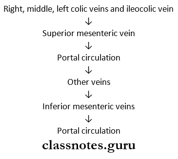 Small And Large Intestines Divisions Of Colon Course