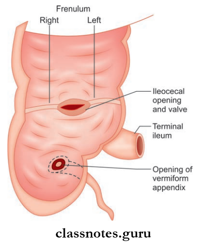 Small And Large Intestines Interior Of Cecum Showing Opening Of Vermiform Appendix And Ileocecal Opening