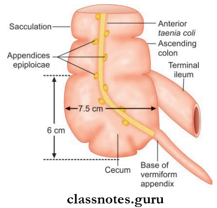 Small And Large Intestines Length And Breadth Of Cecum And Its External Features