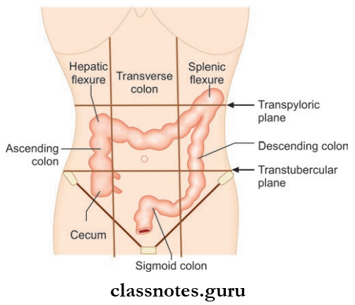 Small And Large Intestines Surface Projection Of various Parts Of large Interstine