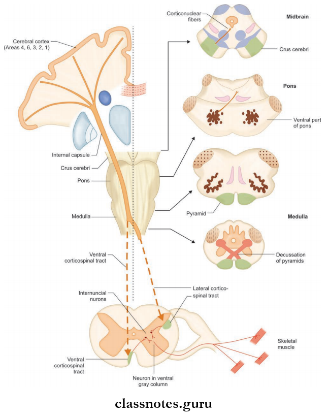 Spinal Cord Course Of The Corticospinal Tracts