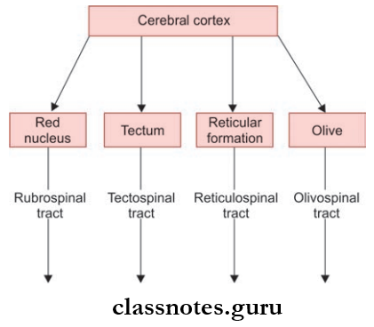 Spinal Cord Indirect Pathways Through Which The Cerebral Cortrex May Influence The Spinal Cord