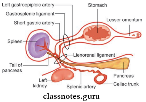 Spleen Pancreas And Liver Contents Of Lienorenal And Gastroplenic Ligaments Of Spleen