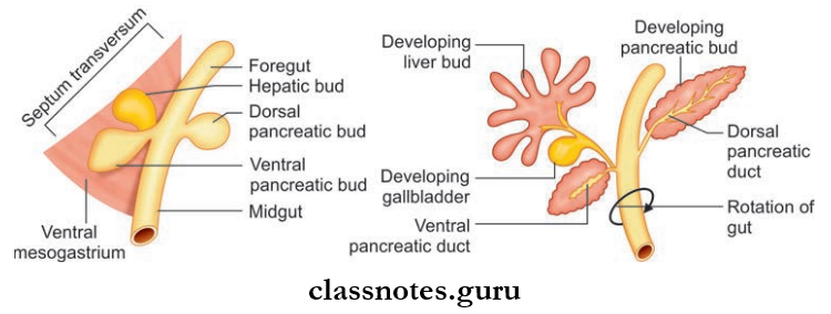 Spleen Pancreas And Liver Development Of Liver And Pancreas
