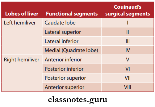 Spleen Pancreas And Liver Equivalent Terms For Functional And Surgical Hepatic Segments