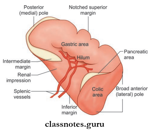 Spleen Pancreas And Liver External Features Of Spleen And Its Visceral Relations