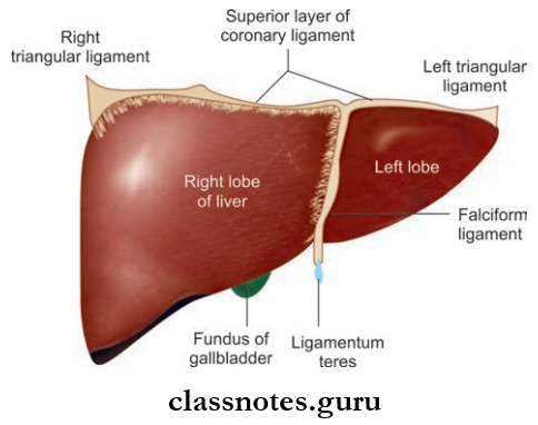 Spleen Pancreas And Liver Developm