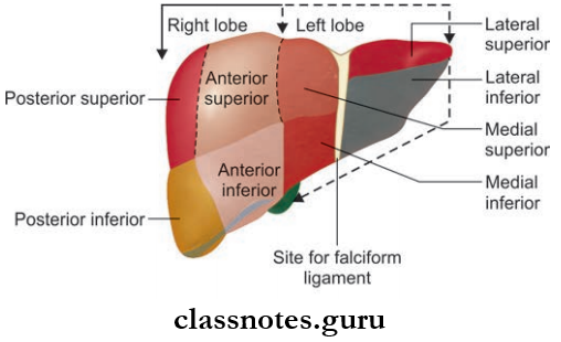 Spleen Pancreas And Liver Functional Segments Of Liver On Anterior Surface