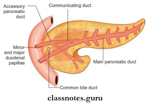 Spleen Pancreas And Liver Main Pancreatic Duct And Accessory Pancreatic Duct