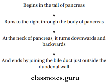 Spleen Pancreas And Liver Pancreas Main Pancreatic Duct