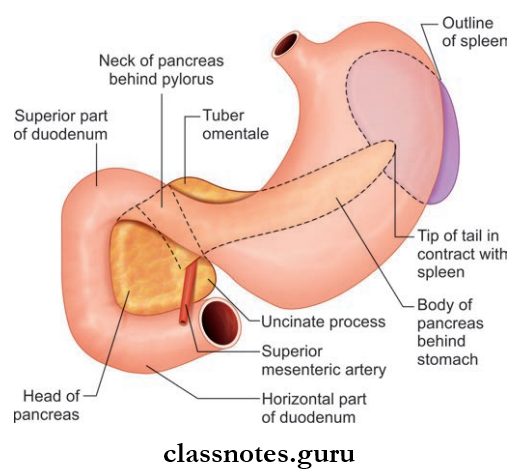 Spleen Pancreas And Liver Parts Of The Pancreas And Their Relationship To The Stomach, The Duodenum And The Spleen