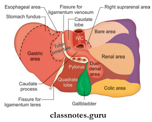 Spleen Pancreas And Liver Relations Of Visceral ANd Posterior Surface Of Liver