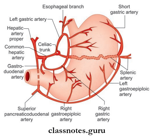 Stomach Arterial Supply Of Stomach Through Branches Of Celiac Trunk