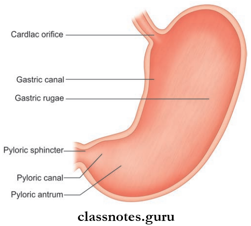 Stomach Interior Of Stomach Showing The Location Of Gastric Canal