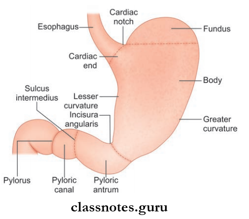Stomach Parts Of Stomach