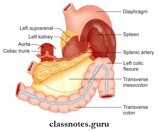 Stomach Structures Forming Stomach Bed