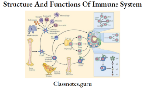 Structure And Functions Of Immune System Short Question And Answers ...