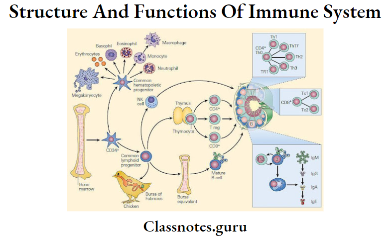 Struture And Functions Of Immune System