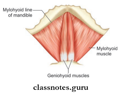 Submandibular Region Attachments Of Mylohyoid Muscles And Formation Of Oral Diaphragm As Seen From Superior Aspect