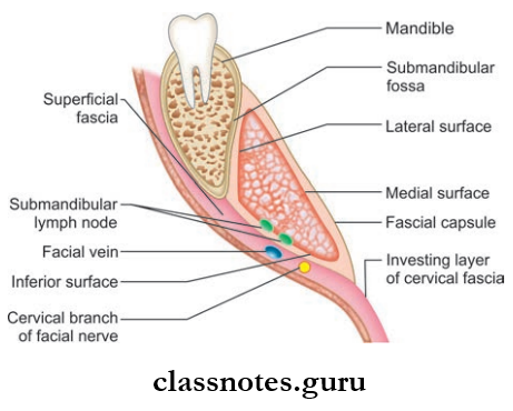 Submandibular Region Fascial Capsule And Surfaces Of Superficial Part Of Submandibular Salivary Gland