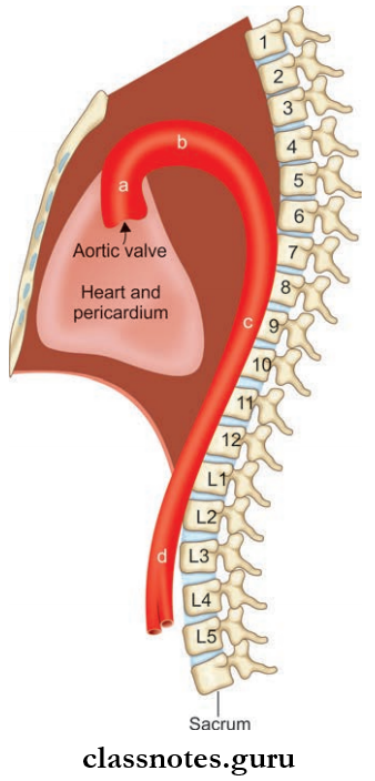 Superior Vena Cava And Aorta Parts Of Aorta As Seen From The Left Side