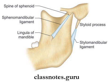 Temporal And Infratemporal Regions Accessory Ligaments Of TMJ Sphenomandibular Ligament And Stylomandibular Ligament