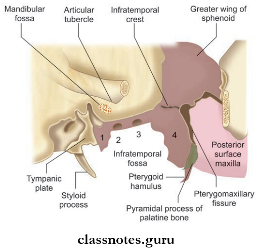 Temporal And Infratemporal Regions Bony Boundaries Of Infratemporal Fossa
