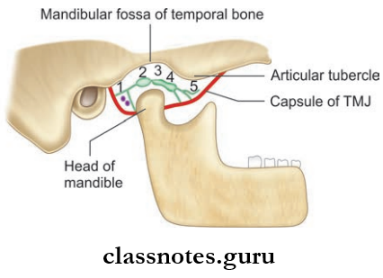 Temporal And Infratemporal Regions Interior Of Temporomandibular Joint Showing Parts Of Articular Disc From Posterior To Anterior Side