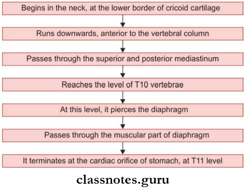 Trachea Esophagus And Thoracic Duct Esophagus Course