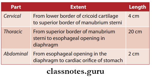 Trachea Esophagus And Thoracic Duct Esophagus Parts