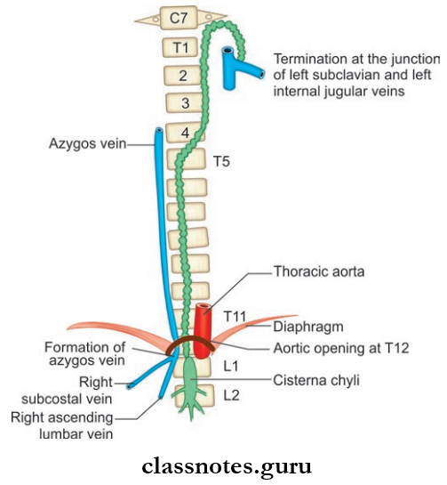 Trachea Esophagus And Thoracic Duct Origin, Course And Termination Of Thoracic Duct