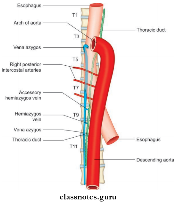 Trachea Esophagus And Thoracic Duct Posterior Relations Of The Esophagus