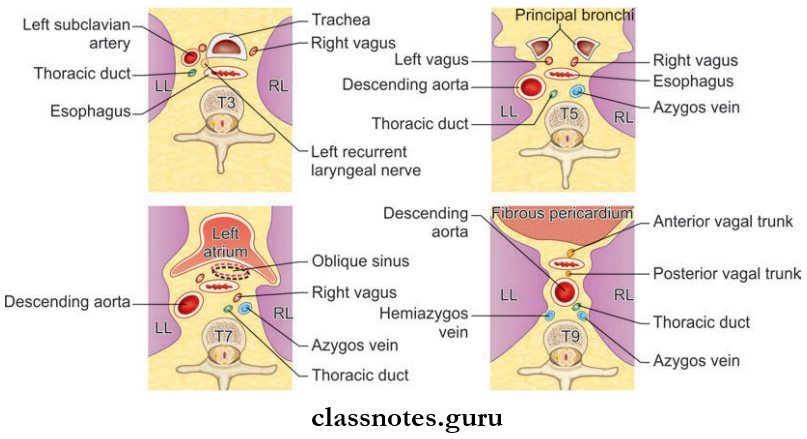Trachea Esophagus And Thoracic Duct Relations Of Thoracic Part Of Esophagus At Different Vertebral Levels Key