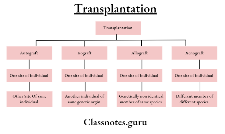 Transplantation Types Of Transplants
