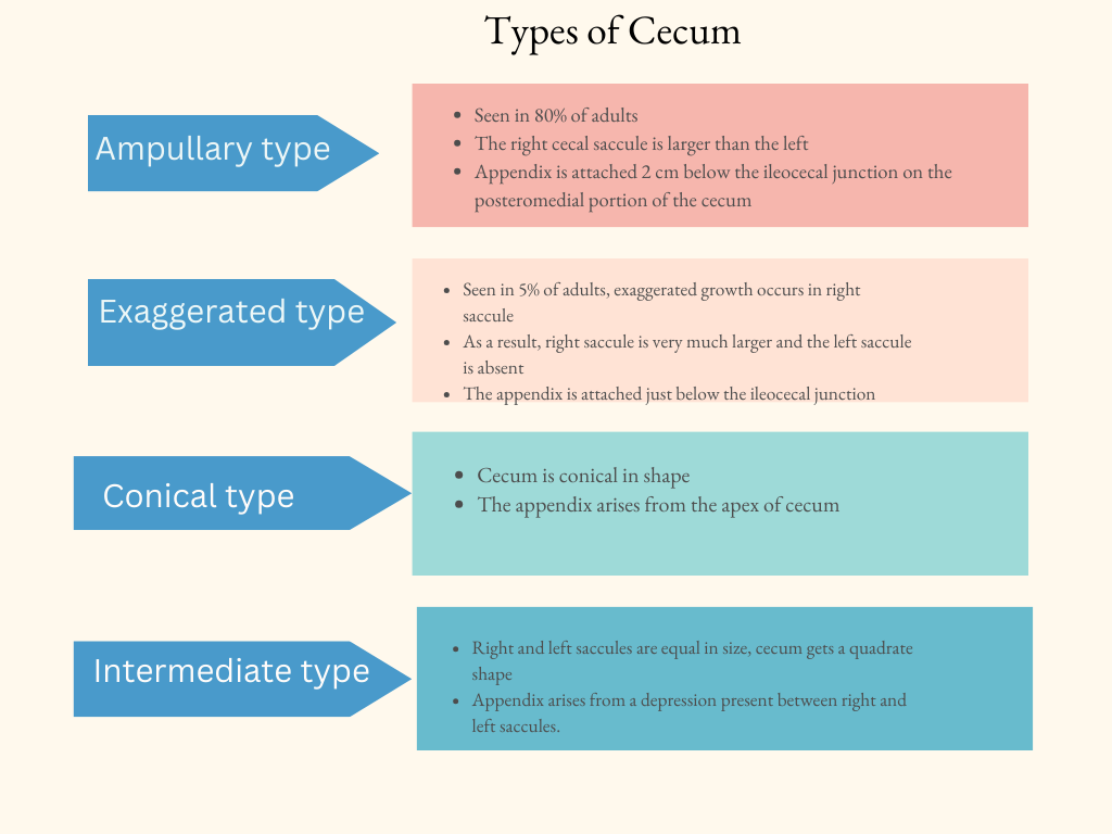 Types of Cecum