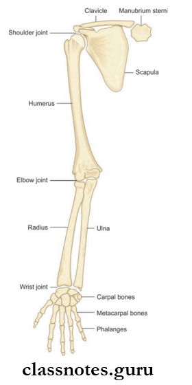 Upper Limb Introduction Bones And Joints Of Upper Extremity