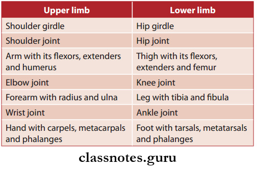 Upper Limb Introduction Homologous Parts By Upper Limb And Lower Limb