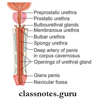 Urinary Bladder And Urethra Gross Anatomy Of Male Urethra