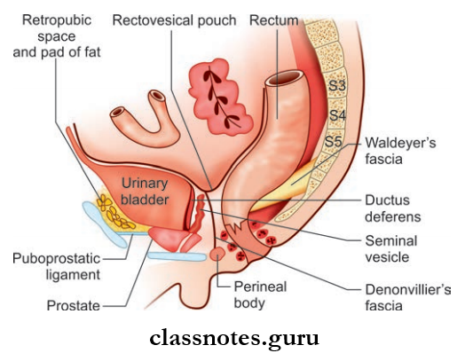 Urinary Bladder And Urethra Peritoneal And Visceral Realtions Of Urinary Bladder In Male